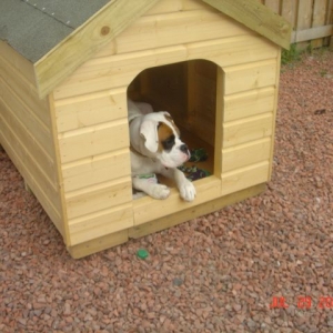 My New Kennel