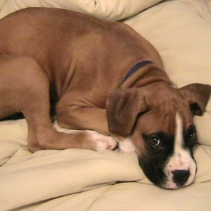 tired puppy!