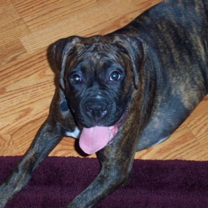 Syd - 5 Month's Old