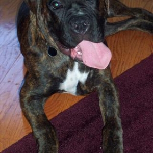Syd - 5 Month's Old