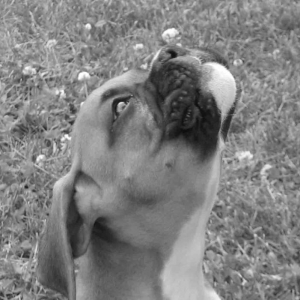 Dexter Singing