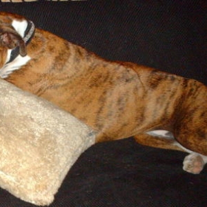 Sugga sleeping again !!