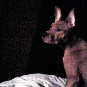 Roxy