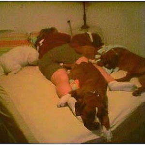 Boxer Nap Time