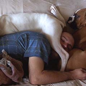Boxer NapTime 2