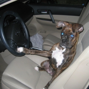 Molly ready to drive!!!