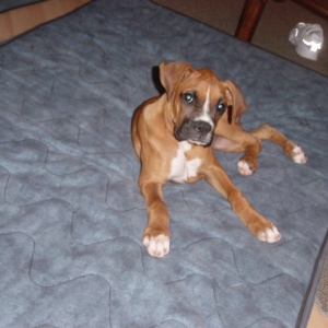 Darla