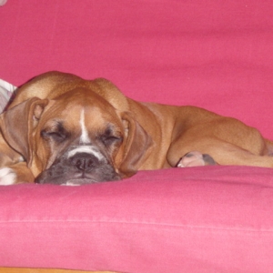 Darla sleeping soundly