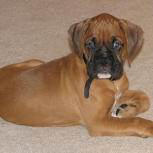 Cassius