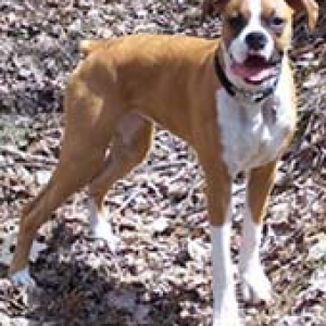 Bonnie Bell taking a Spring-time hike in the woods