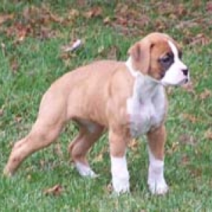 Little Miss Bonnie Belle at 9 wks