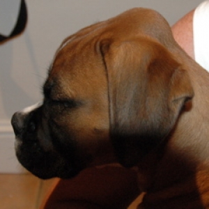 Remy