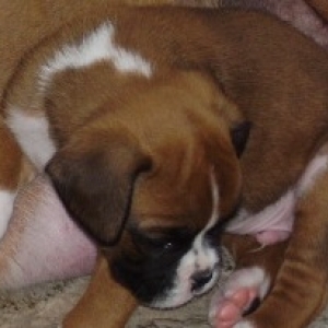Remy