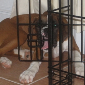 Remy Crate