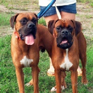 Torin and Pogo