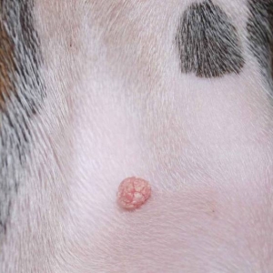 Strange Bump On His Chest 3