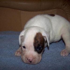 4 weeks old