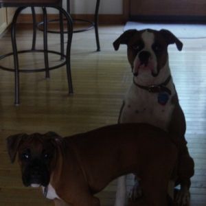Cleo and Cairo 2