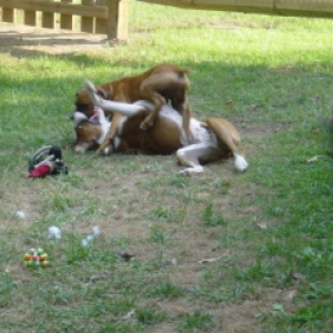 Cairo and Cleo wrestling