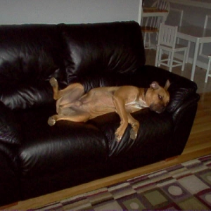 Man of the house