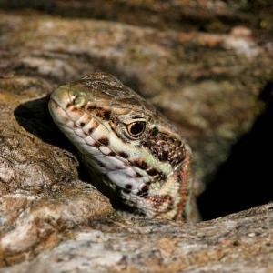 My lizard
