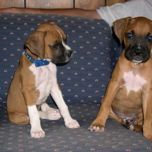Baby Gus and Sister Dixie