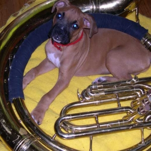 Tuba Auditions