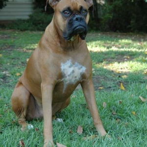 Big Serious Gus
