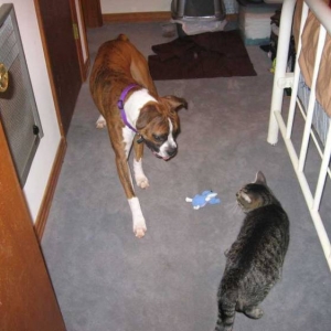 First encounter with a cat!