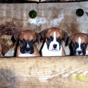 Gus' Littermates