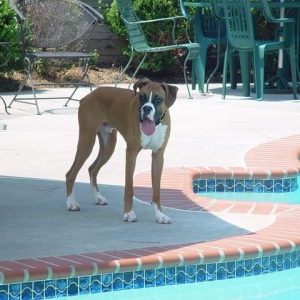Rowdy trying to stay cool...