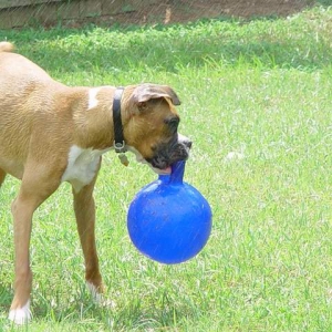 Check out Rowdy's ballerina legs...