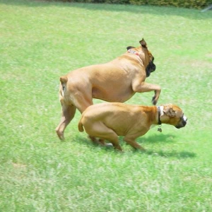Hummer & Rowdy doing the boxer burn......