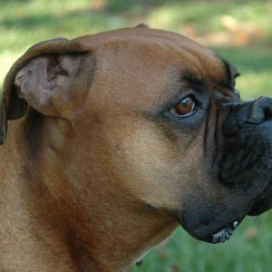 Pensive Gus