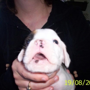 Little Ozzy