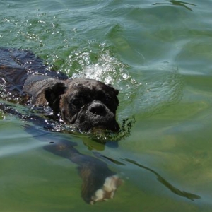 Odin swiming