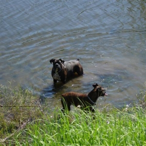 Odin and Hurri