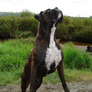 Odin