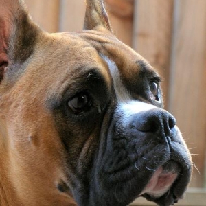 Tre wanting to come inside.