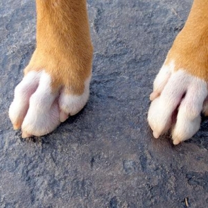 Front paws