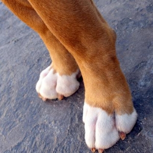 Other set of paws