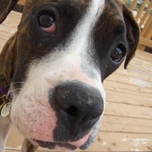 Gus