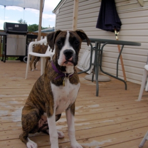Gus