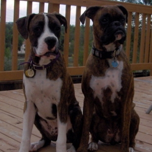 Gus and Gracie