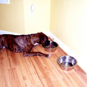 Lazy Pup