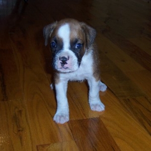 newpup2-1