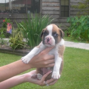 new_pup_3_weeks