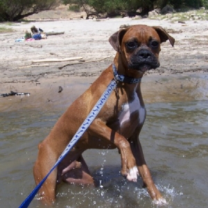 water puppy !