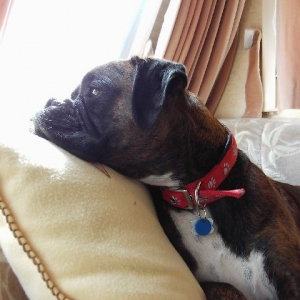 Bruno's look out post