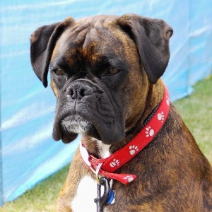 Bruno being watch-dog